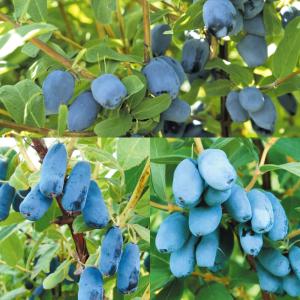 北の蝦夷ハスカップ　原種　成木果樹 高さ1メートル40cm 山葡萄苗木4本セット 北の蝦夷ハスカップ 原種 成木果樹 高さ1メートル40cm 山葡萄苗木4