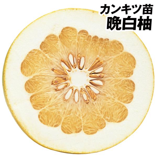 晩白柚(ばんぺいゆ) 1株 カンキツ 果樹苗 国華園