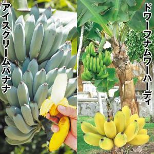 国華園 果樹苗 バナナ 寒さに強いバナナセット 2種2株