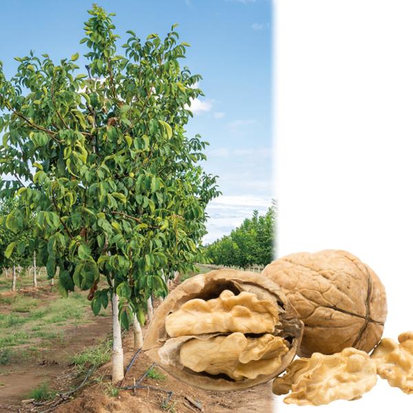 果樹苗 クルミ ブロードビュー 1株
