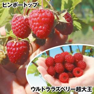 ラズベリー 苗木 レッドドリーム 16.5cmポット苗 苗 : 苗通販店