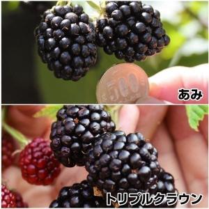 【ブラックベリー実付き苗木】鉢植え 果樹 苗木 大苗 ブラックベリー 大実 ブラックベリー あみ 3.5号ポット苗 果樹 苗木 : グリーンプラザ
