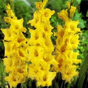 グラジオラス 球根 黄花 特大球(球周約14cm) 30球 グラジオラスの球根 春植え球根