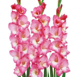 グラジオラス 球根 桃白2色咲 特大球(球周約14cm) 30球 グラジオラスの球根 春植え球根