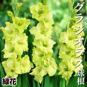 グラジオラス 球根 緑花 特大球(球周約14cm) 30球 グラジオラスの球根 春植え球根