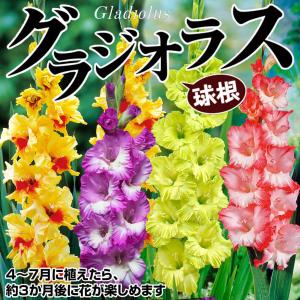 国華園 グラジオラス 球根 特大球 美色セット...の詳細画像1