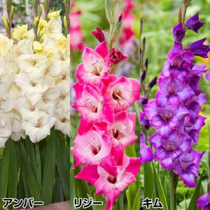 グラジオラス 球根 コンパクトセット 3種180球(各60球) グラジオラスの球根 春植え球根