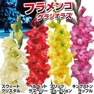 グラジオラス 球根 フラメンコセット 4種40球(各10球) グラジオラスの球根 春植え球根