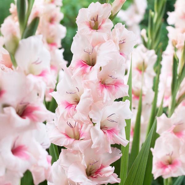 グラジオラス 球根 アドレナリン 80球 グラジオラスの球根 春植え球根