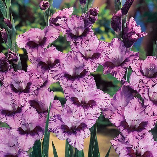 グラジオラス 球根 パッソス 80球 グラジオラスの球根 春植え球根