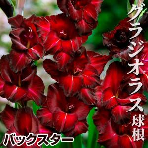 グラジオラス 球根 バックスター 80球 グラジオラスの球根 春植え球根