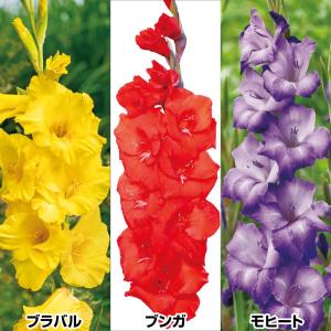 国華園 グラジオラス 球根 カラフルセット 3種...の商品画像