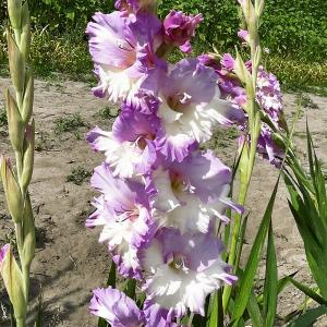 グラジオラス 球根 セラ コルフィニオ 20球 グラジオラスの球根 春植え球根