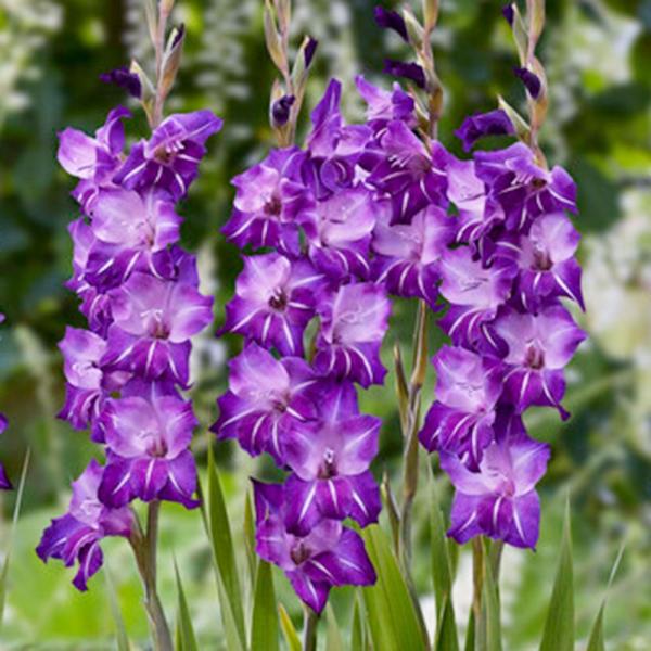 グラジオラス 球根 ハロウィ 80球 グラジオラスの球根 春植え球根