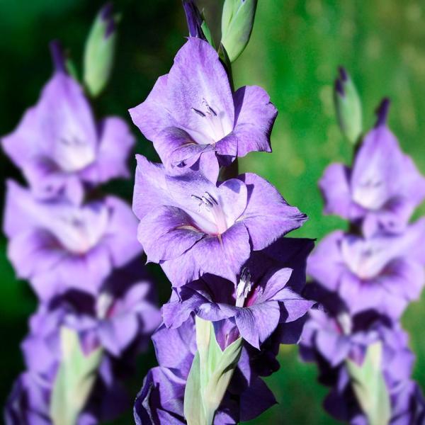 グラジオラス 球根 パフォーマー 80球 グラジオラスの球根 春植え球根