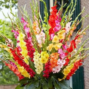 グラジオラス 球根ガチャ(無選別) 送料無料 300球 グラジオラスの球根 春植え球根