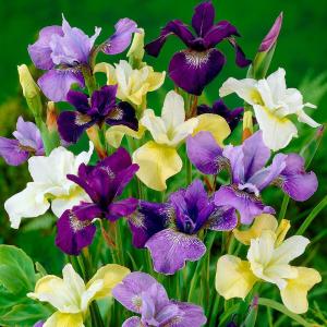 シベリアアヤメ 株分け苗 カラフルシベリアアヤメセット (無選別) 8株 送料無料