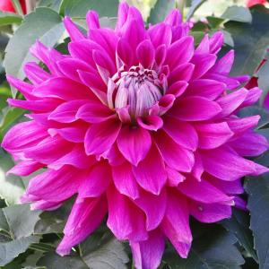 ダリア 球根 ユニバース (中大輪) 1球 ダリアの球根 ダリアの花 春植え球根