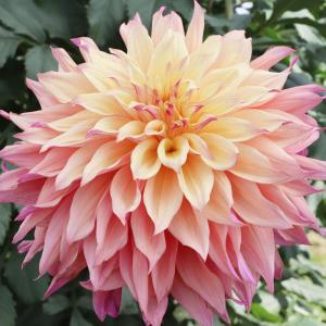 ダリア 球根 竜宮 (巨大輪) 1球 ダリアの球根 ダリアの花 春植え球根