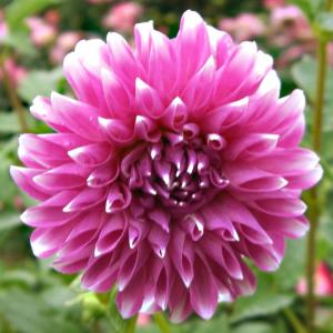 ダリア 球根 2色咲 桃白 2球 ダリアの球根 ダリアの花 春植え球根