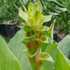 クルクマ 球根 グリーンゼブラ 3球 クルクマの球根 春植え球根
