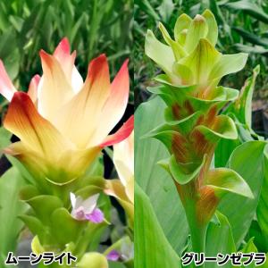 クルクマ 球根 個性的クルクマセット 2種6球 クルクマの球根 春植え球根