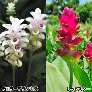 クルクマ 球根 ミニクルクマセット 2種6球 クルクマの球根 春植え球根