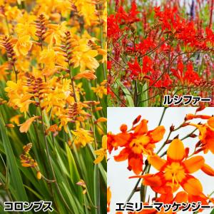 クロコスミア 球根 セット 3種15球 ヒメヒオウギズイセン クロコスミアの球根 春植え球根