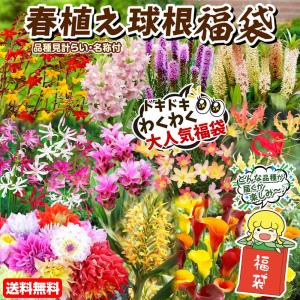 国華園 球根 春植え球根福袋 (品種見計らい・...の詳細画像1