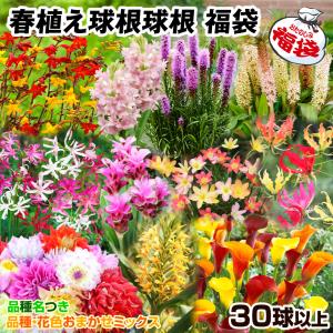 国華園 球根 春植え球根福袋 (品種見計らい・名...の商品画像