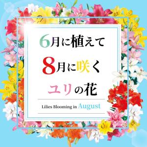 国華園 8月咲 ユリ 球根 オリエンタルリリー...の詳細画像1
