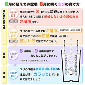 国華園 8月咲 ユリ 球根 オリエンタルリリー...の詳細画像2