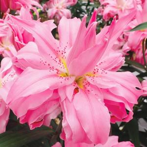 8月咲 ユリ 球根 オリエンタルリリー ディアンサ 6球 百合