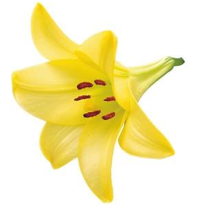 8月咲 ユリ 球根 鉄砲ユリ デリアナ 18球 テッポウユリ 百合