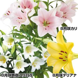 8月咲 ユリ 球根 鉄砲ユリ セット 3種9球(各3球) テッポウユリ 百合