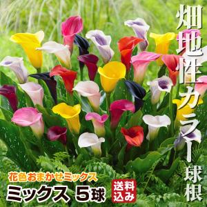 畑地性カラー 球根 ミックス (無選別) 5球 送料込み 畑地性カラーの球根 春植え球根
