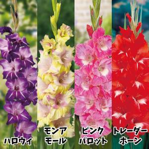 グラジオラス 球根 激推しグラジオラスセット 4種40球 グラジオラスの球根 春植え球根