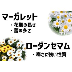 国華園 花苗 ビジューマム ローズクオーツ P...の詳細画像2