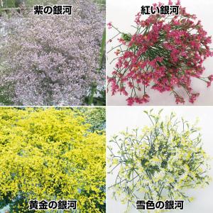 国華園 花苗 宿根スターチスセット 4種4株