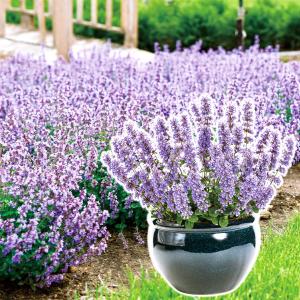 花苗 ネペタ キャッツパジャマ 1株