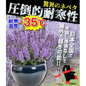 国華園 花苗 ネペタ キャッツパジャマ 1株 ...の詳細画像1