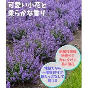 国華園 花苗 ネペタ キャッツパジャマ 1株 ...の詳細画像2