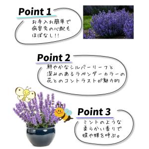 国華園 花苗 ネペタ キャッツパジャマ 1株 ...の詳細画像3