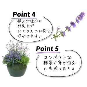 国華園 花苗 ネペタ キャッツパジャマ 1株 ...の詳細画像4