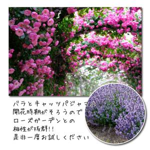 国華園 花苗 ネペタ キャッツパジャマ 1株 ...の詳細画像5