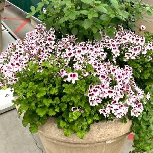 ラン フォアゴットンフルーツ 開花見込み株 1株 : 花と緑 国華園