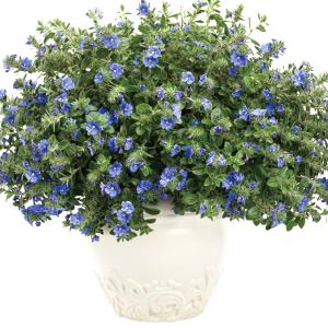 花苗 エボルブルス ブルーラグーン 2株