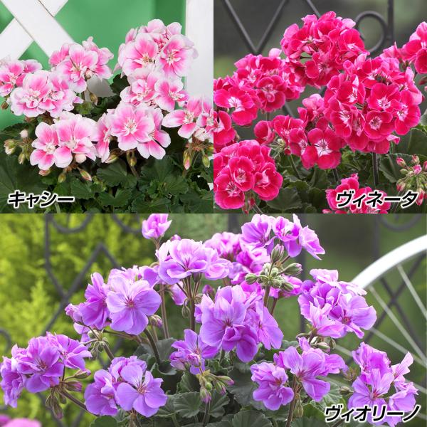 花苗 ゼラニウム ムーンライトセット 3種6株