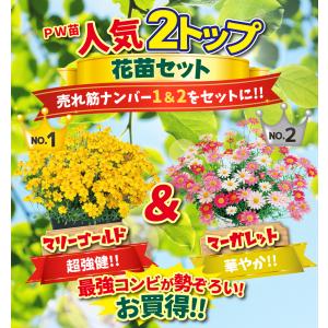 花苗 人気の花苗お試しセット 2種2株 送料無料の詳細画像1
