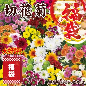 国華園 菊苗 小菊 切花菊福袋(名称見計らい・...の詳細画像1